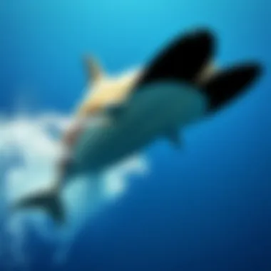 Magnificent Exploring Fins and Flippers: A Comprehensive Analysis Magnificent Exploring Fins and Flippers: A Comprehensive Analysis