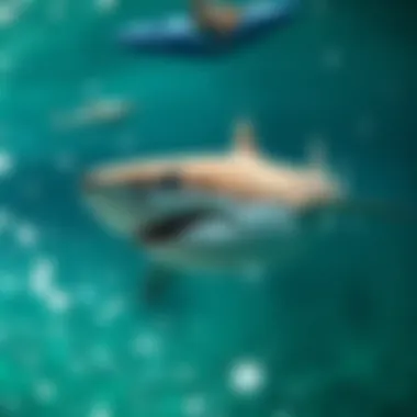 Magnificent Exploring Sharkbanz: A Comprehensive Guide to Gear for Watersports Safety