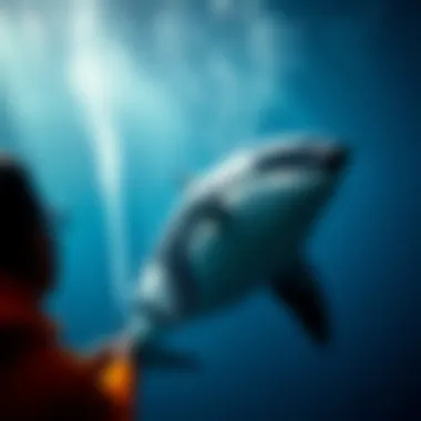 Magnificent The Terminology Behind Killer Whales Magnificent The Terminology Behind Killer Whales