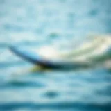 Dynamic electric board gliding over water surface