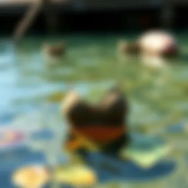 Aquatic Aesthetics: Billabong Tops in Nature Billabong tops displayed in a natural aquatic environment