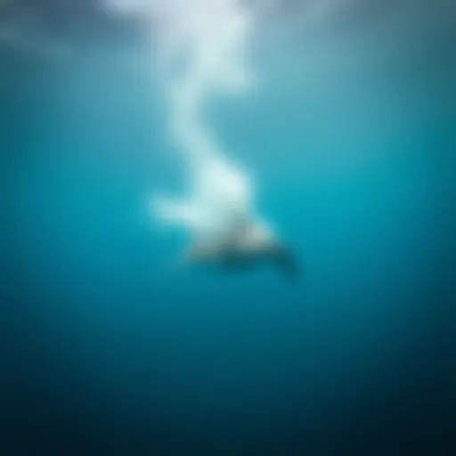 Exploring Fins and Flippers: A Comprehensive Analysis Introduction