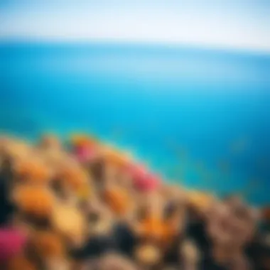 Vibrant coral reef teeming with diverse marine life