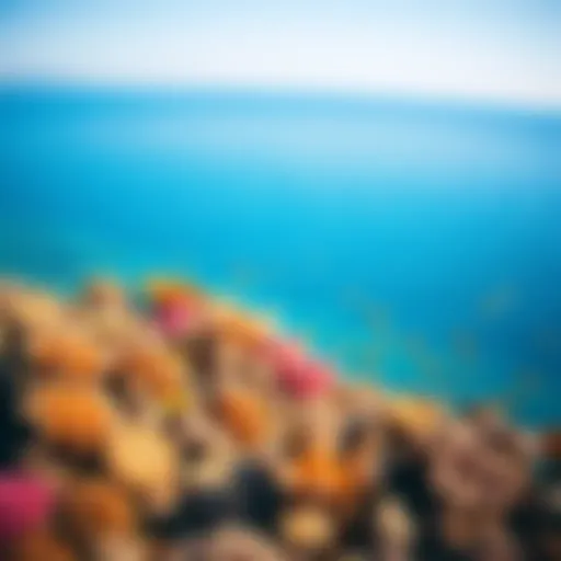 Vibrant coral reef teeming with diverse marine life