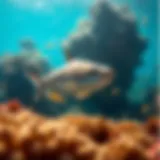 A vibrant underwater scene showcasing Reef Ahi swimming gracefully among coral reefs