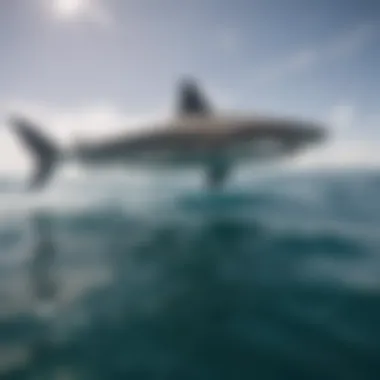 Shark Tracking Technology Technological interface of a shark tracking application