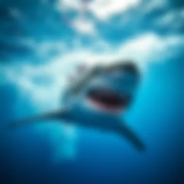 Exploring Sharkbanz: A Comprehensive Guide to Gear for Watersports Safety Summary
