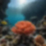 Vibrant coral reef teeming with diverse marine life