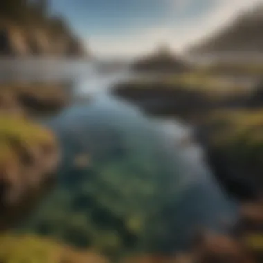 Ecologically rich tidal pools teeming with marine life along a Northern California beach