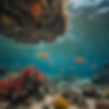 Colorful fish swimming in the clear waters