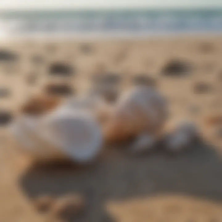 Close-up of seashells on a beach with ocean in the background