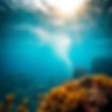A vibrant coral reef teeming with marine life.