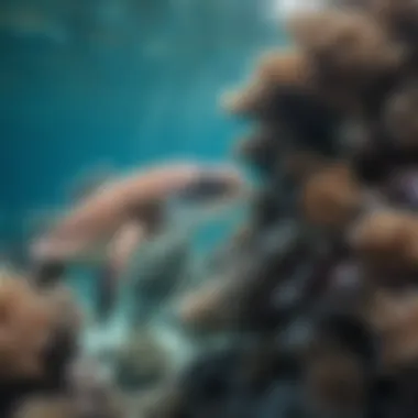 Underwater Life of the Great Barrier Reef Diverse marine species swimming in the crystal-clear waters