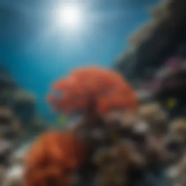 Coral Diversity in the Great Barrier Reef Vibrant coral formations showcasing the diversity of marine life
