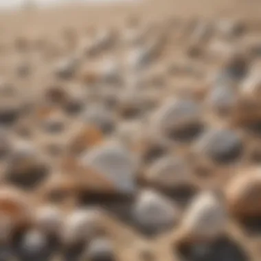 A close-up of seashells scattered on the beach