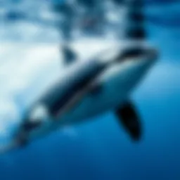 Is an Orca Whale a Dolphin? A Comprehensive Analysis Introduction