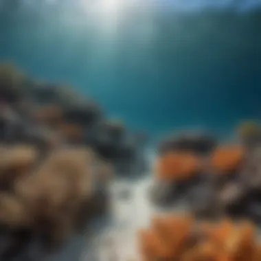 Impact of Ocean Acidification on Coral Reefs Coral reefs affected by ocean acidification showing bleaching effects.