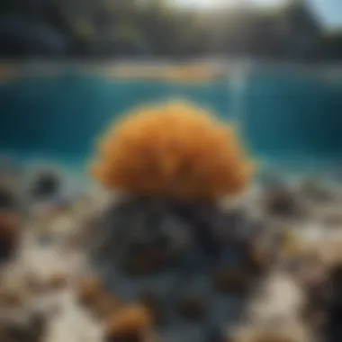 Effects of Ocean Acidification on Marine Biodiversity Marine life struggling in acidic ocean waters.