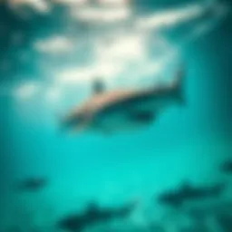 A majestic shark gliding through crystal-clear waters, showcasing its power and grace.