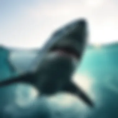 Notable Shark Tracker California: Understanding the Implications for Watersport Enthusiasts Notable Shark Tracker California: Understanding the Implications for Watersport Enthusiasts