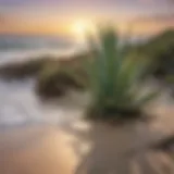 Serene beach with aloe vera plants