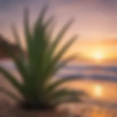 Vibrant sunset view with aloe vera nearby