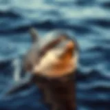 The Familial Bonds of Dolphins: Understanding Their Social Structure and Behavior Introduction