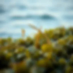 The Health Benefits of Seaweed: An In-Depth Exploration Introduction