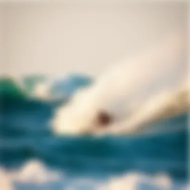 The Significance of Surf Logo Design in the Watersport Community Introduction