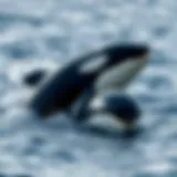 The Terminology Behind Killer Whales Introduction