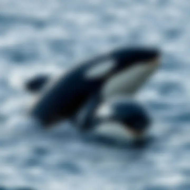 The Terminology Behind Killer Whales Introduction