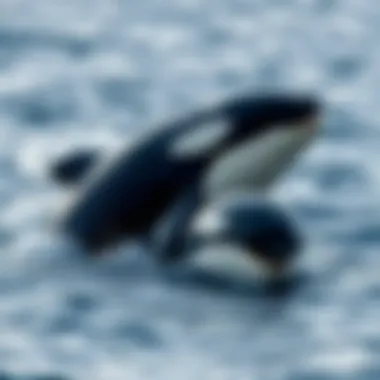 The Terminology Behind Killer Whales Introduction The Terminology Behind Killer Whales Introduction