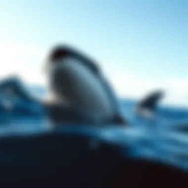 Notable The Terminology Behind Killer Whales Notable The Terminology Behind Killer Whales