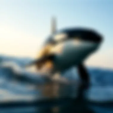 The Terminology Behind Killer Whales Summary The Terminology Behind Killer Whales Summary