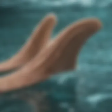 Anatomy of Swimming Fins Diagram illustrating the anatomy of swimming fins