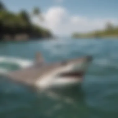 Research on Shark Banz Efficacy Research findings on Shark Banz efficacy